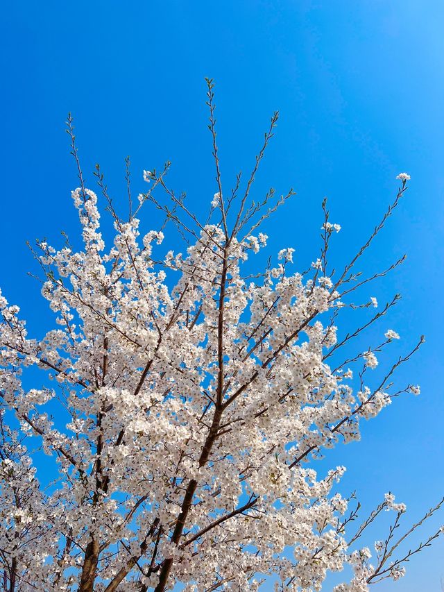 인천에 숨겨진 벚꽃 명소인 해넘이공원🌸💞