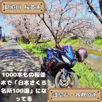 新境川　桜並木