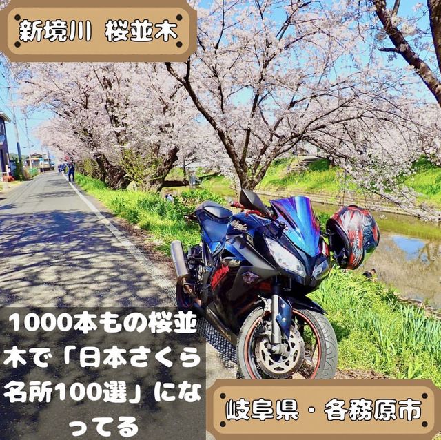 新境川　桜並木