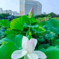 Taipa Wetland Park 