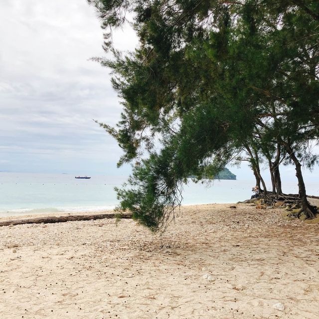 馬來西亞🇲🇾沙巴馬努干島🏝️島上野生動物🦎巨大蜥蜴🦎