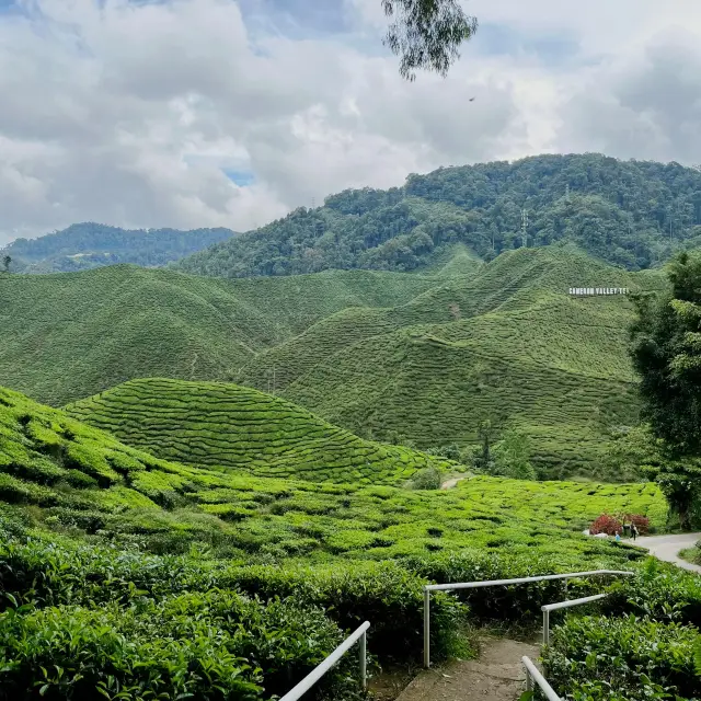 CAMERON HIGHLANDS TRIP 🍓