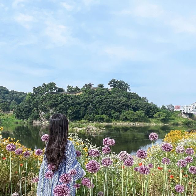 예쁜 코끼리 마늘꽃 보러 미르섬으로 가요