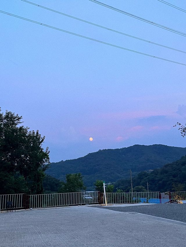 대구 근교 성주 대형 카페 ‘하우스 소서’🌳 + 🐶🐾