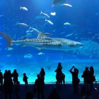 沖繩必去景點～美麗海水族館