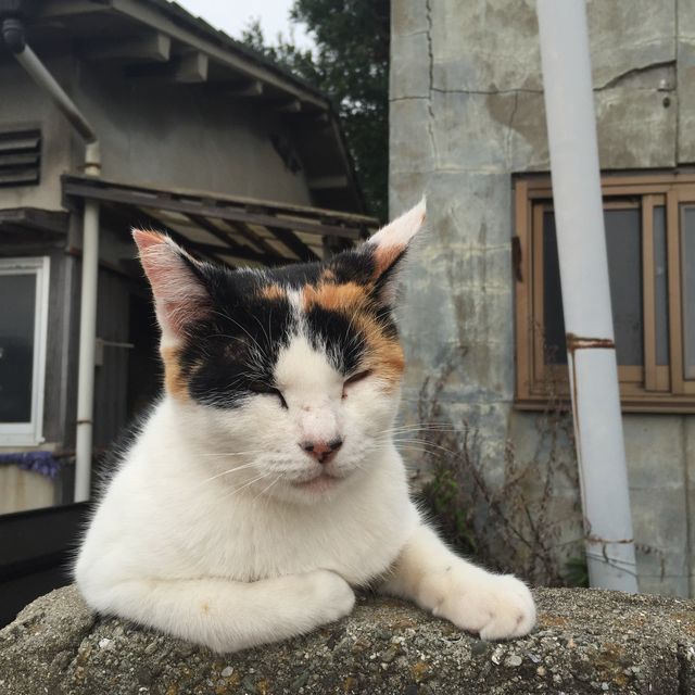 男木島 ｜燈台賞日落美景🐱尋貓貓之旅