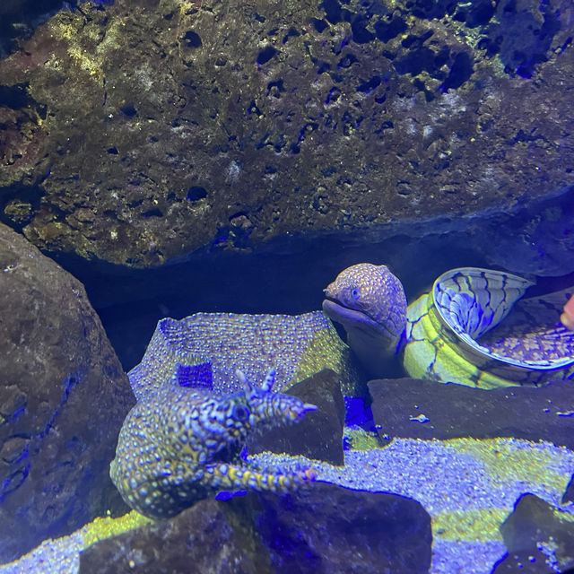 【香川】四国水族館🐬瀬戸内海の生き物に出会える