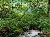 Goshiki-numa pond 🇯🇵💦🦋
