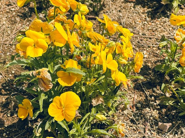 關東整片藍海~常陸海濱公園粉蝶花