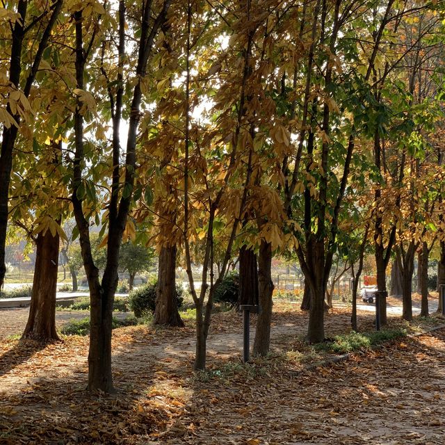 가을이 오면 가장 먼저 생각나는 경주 여행지🍁
