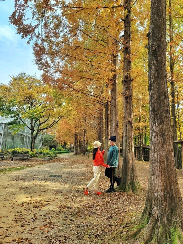늦가을 즐기기 딱좋은 메타세콰이어길🍂