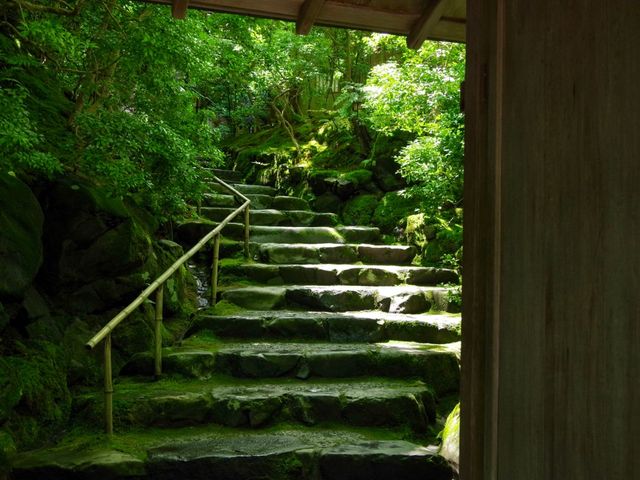 【京都市】紅葉だけでなく青葉も見事🌿