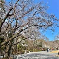 🌸2023년 3월 말, 과천 서울대공원 벚꽃🌸