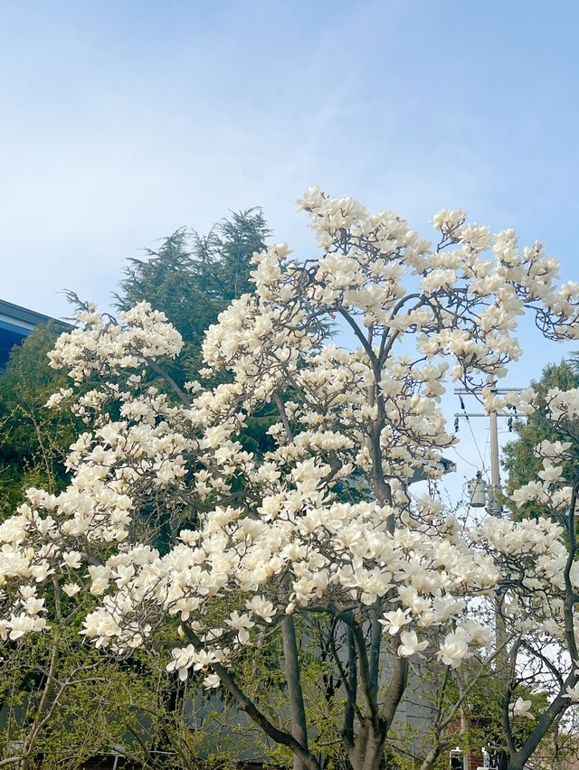 전국에서 가장 아름다운 대구 봄꽃명소🌼