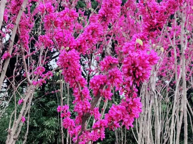 Nice Botanical Garden in Jiading Town