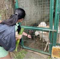 Enjoy Nature at Paradizoo Park Tagaytay