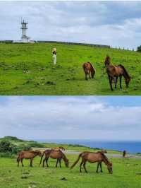 【与那国島】与那国馬に会いに行く