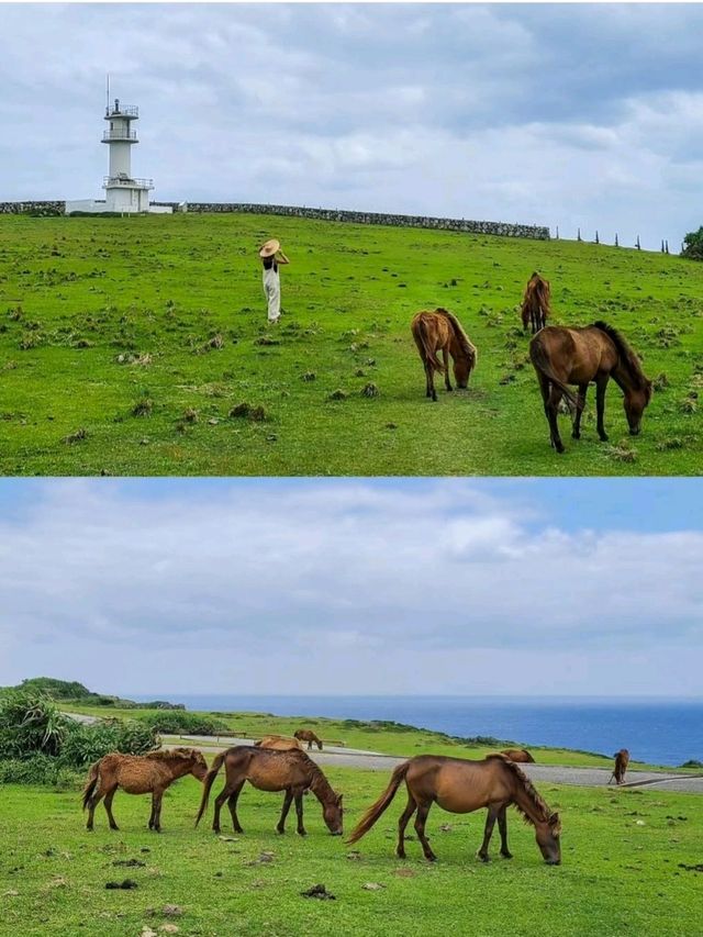 【与那国島】与那国馬に会いに行く