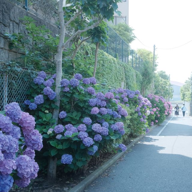 遊日必錯過@鎌倉繡球花