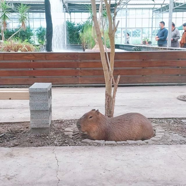 礁溪金車蘭花公園｜與動植物近距離親近🧡慵懶水豚君、愛抓癢大嘴鳥