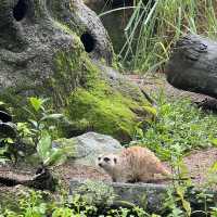 Singapore Zoo 