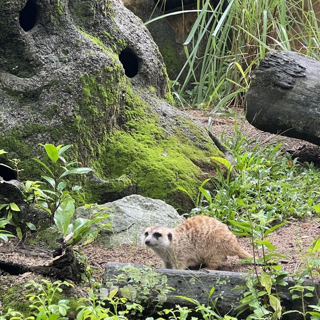 Singapore Zoo 