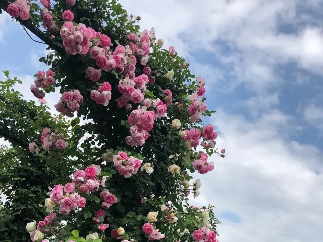 港の見える丘公園@横浜🌹