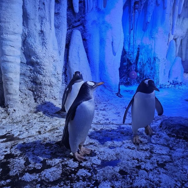 Up close encounters with sea life 