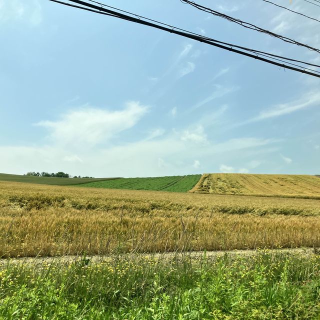 神奇美瑛「拼布之路」︰北海道夏日夢幻遊