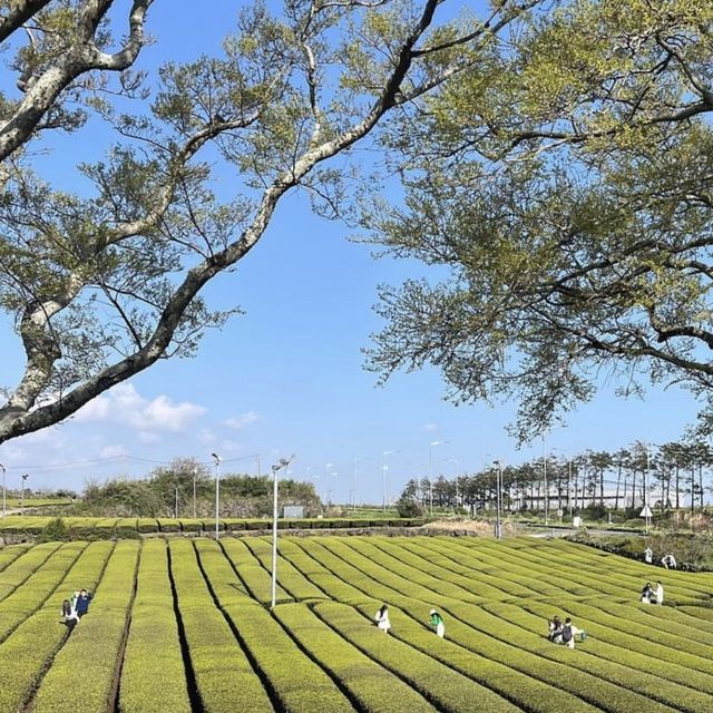 🌱 자연과 가까운 오설록, 이니스프리 제주하우스!