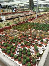 Variety of Cactus in Cameron Highland 