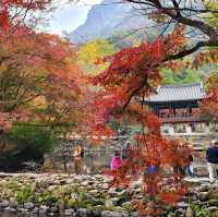 秋夕楓葉紅飄逸🍁四色匯聚內藏山
絕美景色白羊寺