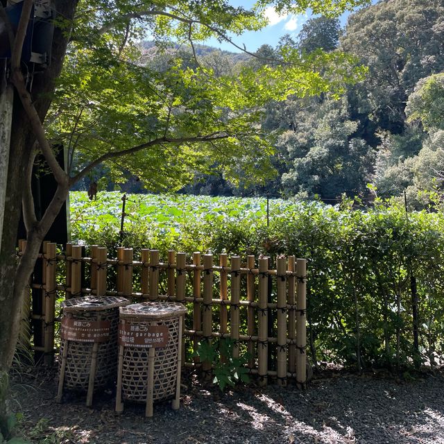 【ペットとお出かけ】小倉山の麓、小倉池をお散歩