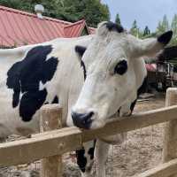 六甲山牧場【北エリア】動物が近くふれ合える癒されエリア