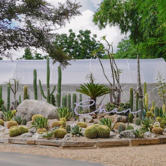 CHAN nature cafe' คาเฟ่ที่ถูกโอบล้อมไปด้วยแคตตัส