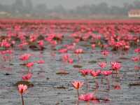 Red Lotus Lake in Thailand