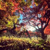 ฤดูกาลใบไม้เปลี่ยนสี🍁