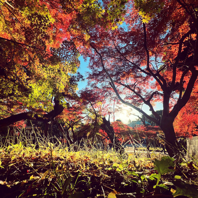 ฤดูกาลใบไม้เปลี่ยนสี🍁