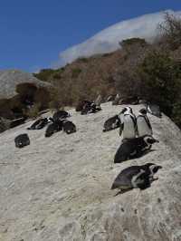 Boulders Beach : Simon's Town หาดแพนกวิ้น