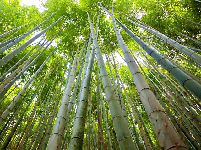 The Arashiyama Bamboo Forest