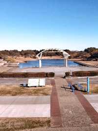 日本必打卡粉蝶花花海進國營常陸海濱公園🌿 