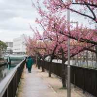 【東京】スカイツリー×桜🌸が撮れる穴場スポット📷´-