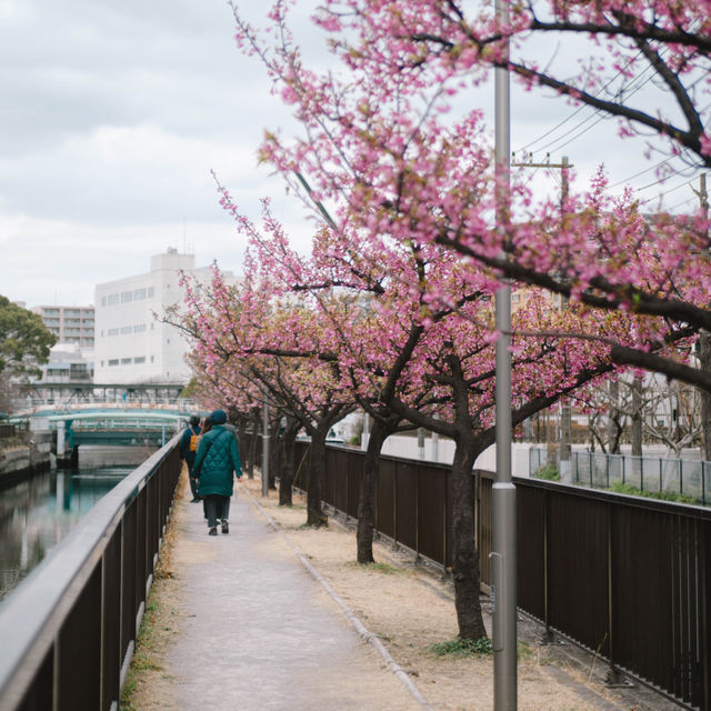 【東京】スカイツリー×桜🌸が撮れる穴場スポット📷´-