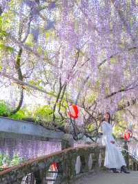 【福岡】幻想的な藤の花を求めて柳川へ