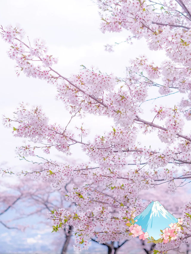 御殿場　富士霊園の桜