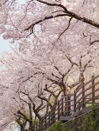 Gaegeum Cherry Blossom Rd. พิกัดชมพ็อตกตลับปูซาน