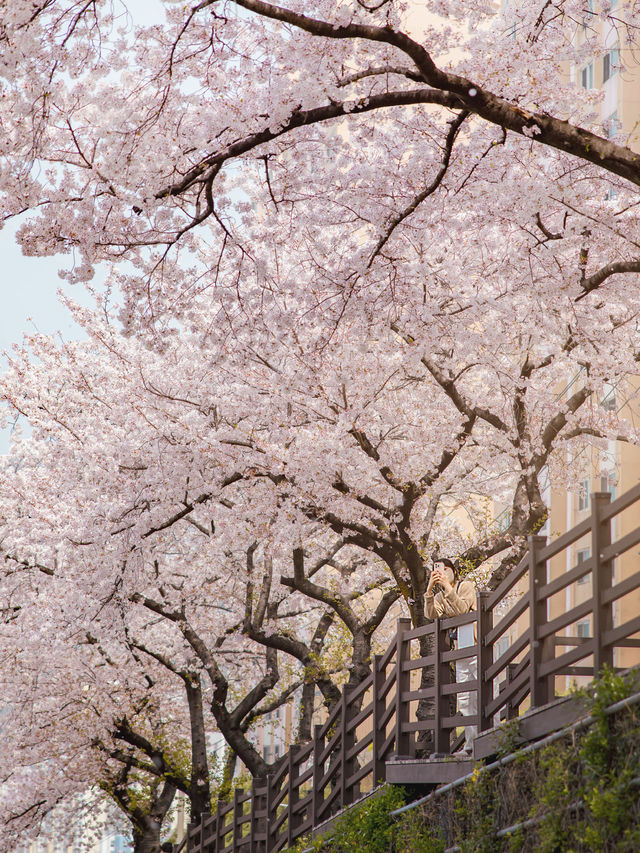 Gaegeum Cherry Blossom Rd. พิกัดชมพ็อตกตลับปูซาน