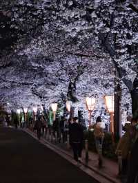 【京都×桜】京都市内無料で満喫No.1ライトアップスポット✨ ※撮影ポイントマップ付き