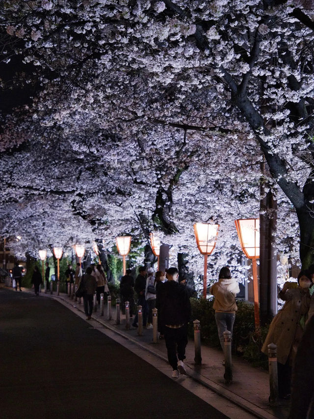 【京都×桜】京都市内無料で満喫No.1ライトアップスポット✨ ※撮影ポイントマップ付き