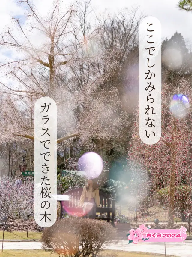 【神奈川県/箱根】ここでしかみられない桜！ガラスでできた輝く木